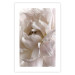 Poster Fluffy Absent-mindedness - white velvety flower in light composition 127832 additionalThumb 25