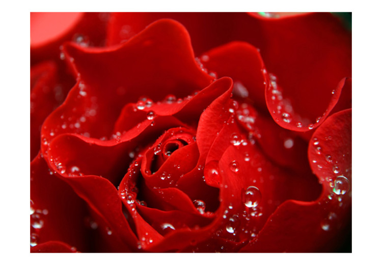 Photo Wallpaper Dewy Rose - Macro Shot of a Red Rose Flower with Water Droplets 60332 additionalImage 1