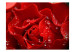 Photo Wallpaper Dewy Rose - Macro Shot of a Red Rose Flower with Water Droplets 60332 additionalThumb 1