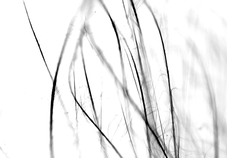 Canvas Art Print Dandelion in the Wind (1-piece) Vertical - black dandelion sketch 129742 additionalImage 4
