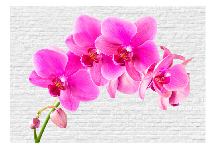 Wall Mural Pink Excitement - Energetic Orchid Flowers on a White Brick Background 60242 additionalImage 1