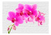 Wall Mural Pink Excitement - Energetic Orchid Flowers on a White Brick Background 60242 additionalThumb 1