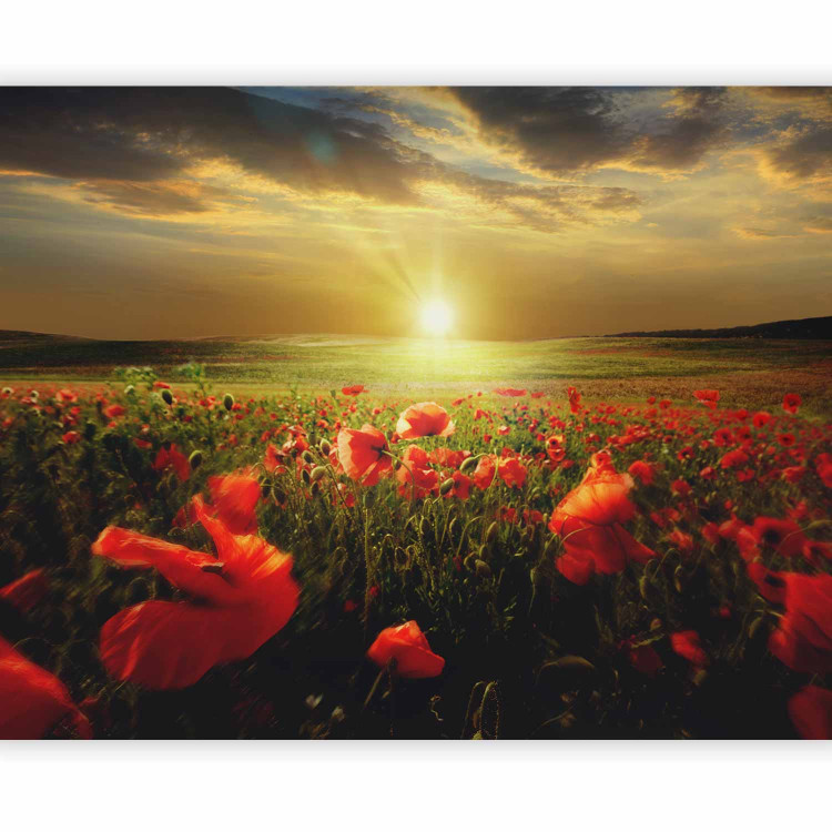 Wall Mural Poppy Field - Morning and Floral Motif in the Form of a Meadow in the Morning Sun 60642 additionalImage 5