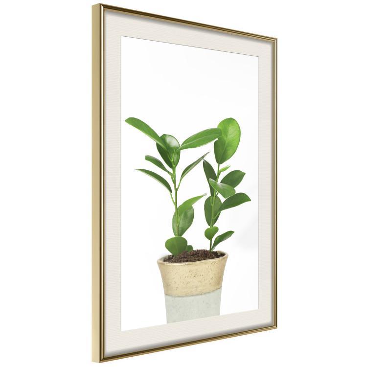 Wall Poster Potted Plant - composition with green leaves on a solid background 116652 additionalImage 2
