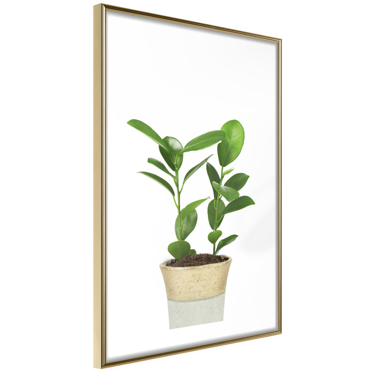 Wall Poster Potted Plant - composition with green leaves on a solid background 116652 additionalImage 8