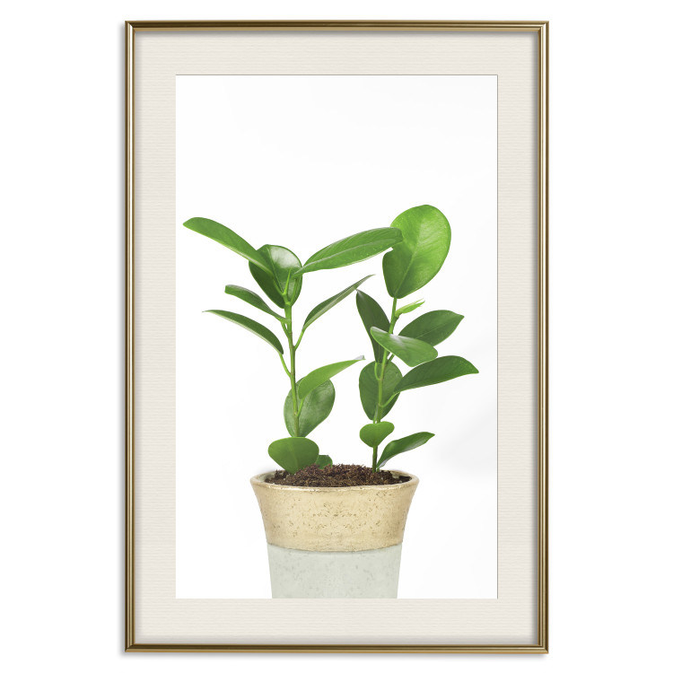 Wall Poster Potted Plant - composition with green leaves on a solid background 116652 additionalImage 19
