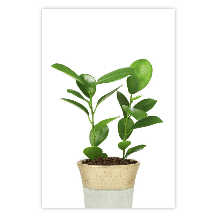 Wall Poster Potted Plant - composition with green leaves on a solid background 116652