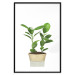 Wall Poster Potted Plant - composition with green leaves on a solid background 116652 additionalThumb 17
