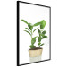 Wall Poster Potted Plant - composition with green leaves on a solid background 116652 additionalThumb 12