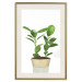 Wall Poster Potted Plant - composition with green leaves on a solid background 116652 additionalThumb 19