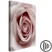 Canvas Art Print Pink Charm (1-part) - Blooming Rose in Pastel Shade 117152 additionalThumb 6