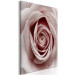 Canvas Art Print Pink Charm (1-part) - Blooming Rose in Pastel Shade 117152 additionalThumb 2