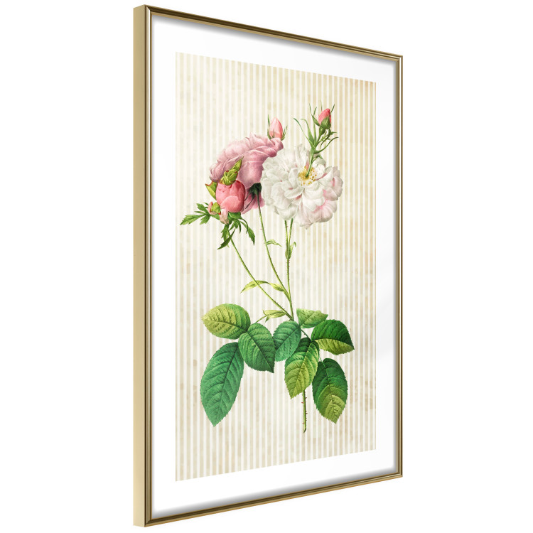 Wall Poster Floral Chic - colorful composition with flowers and beige stripes in the background 117352 additionalImage 6