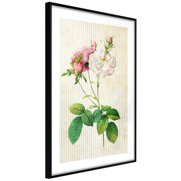 Wall Poster Floral Chic - colorful composition with flowers and beige stripes in the background 117352 additionalImage 11