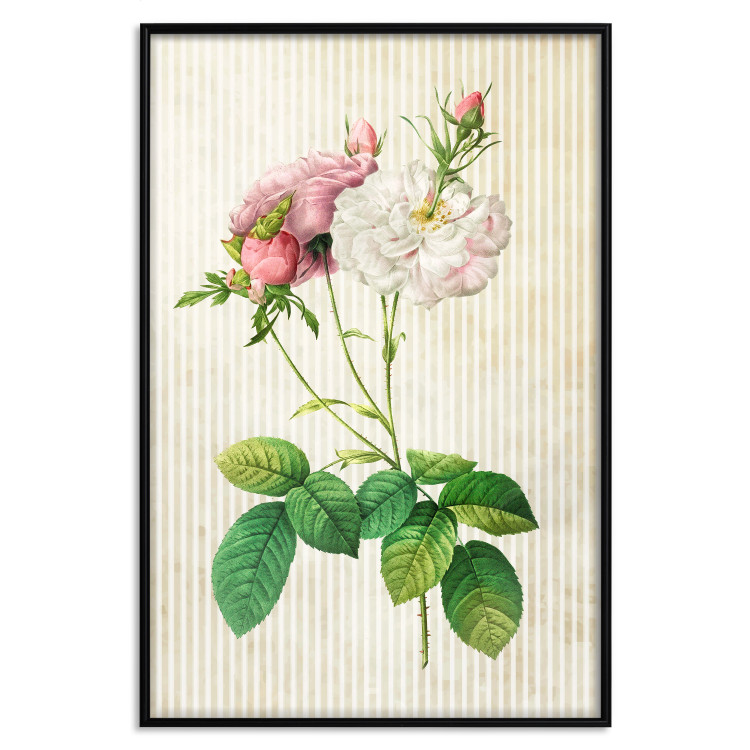 Wall Poster Floral Chic - colorful composition with flowers and beige stripes in the background 117352 additionalImage 24