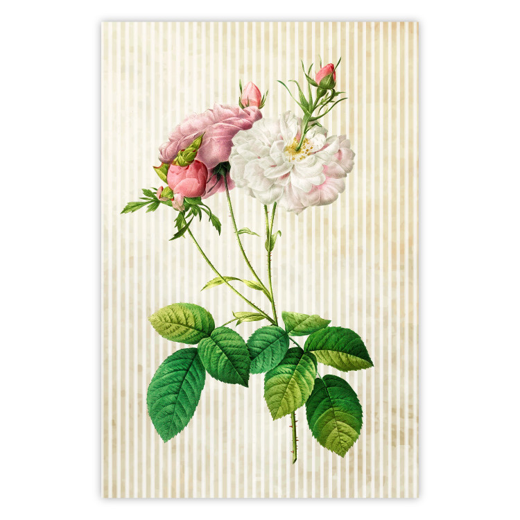 Wall Poster Floral Chic - colorful composition with flowers and beige stripes in the background 117352