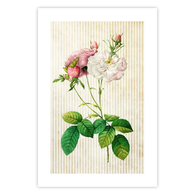 Wall Poster Floral Chic - colorful composition with flowers and beige stripes in the background 117352 additionalImage 25