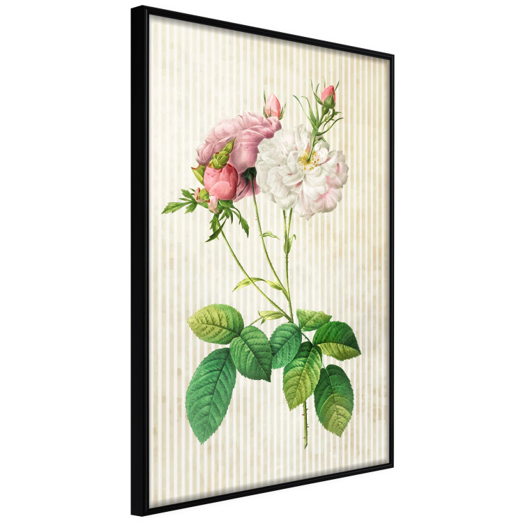 Wall gallery Vintage Roses 124797 additionalImage 3