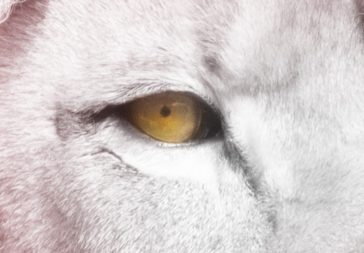 Wall Poster Beauty in Strength - reddened white lion portrait with yellow eyes 123052 additionalImage 8