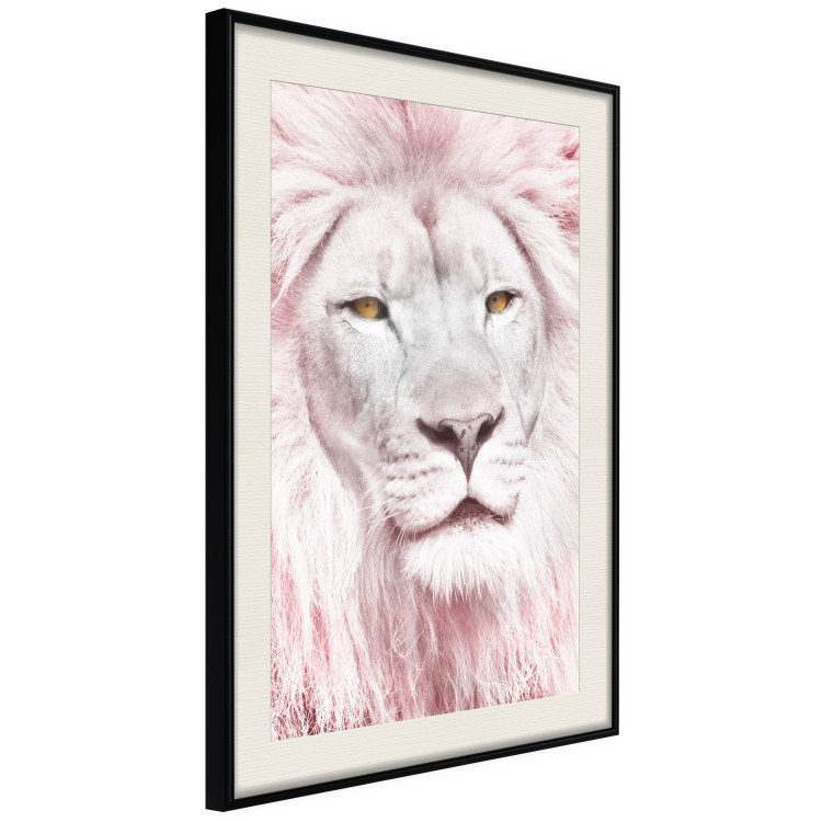 Wall Poster Beauty in Strength - reddened white lion portrait with yellow eyes 123052 additionalImage 2