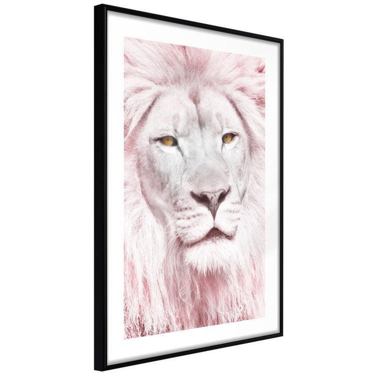 Wall Poster Beauty in Strength - reddened white lion portrait with yellow eyes 123052 additionalImage 5
