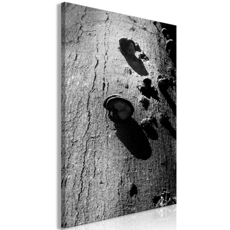 Canvas Art Print Forest balance - black and white photography with a detail of a tree 122362 additionalImage 2
