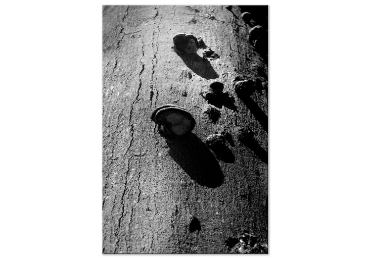 Canvas Art Print Forest balance - black and white photography with a detail of a tree 122362