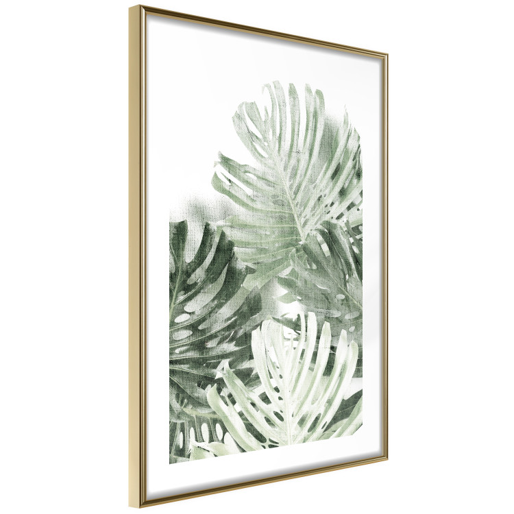 Poster Cool Green - composition of green monstera leaves on a white background 126862 additionalImage 9