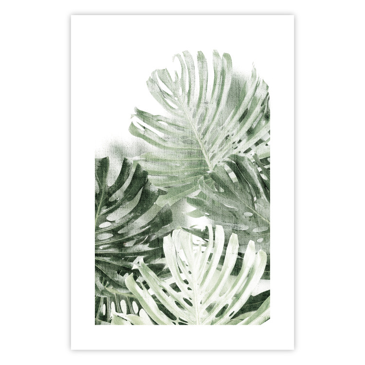 Poster Cool Green - composition of green monstera leaves on a white background 126862 additionalImage 25