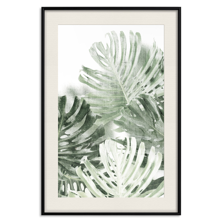 Poster Cool Green - composition of green monstera leaves on a white background 126862 additionalImage 19