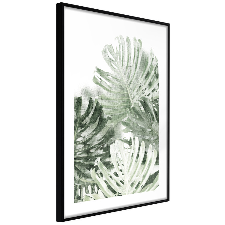 Poster Cool Green - composition of green monstera leaves on a white background 126862 additionalImage 8