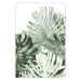 Poster Cool Green - composition of green monstera leaves on a white background 126862