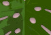 Wall Poster Fragment of Exoticism - tropical green monstera leaves on a pink background 127062 additionalThumb 10