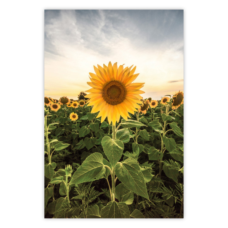 Wall Poster Sunflower Field - meadow full of yellow flowers against a bright sky 135762