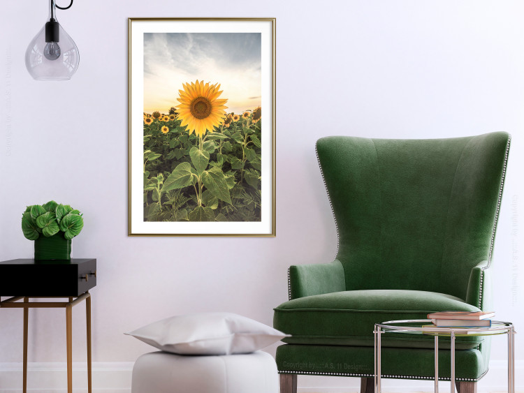 Wall Poster Sunflower Field - meadow full of yellow flowers against a bright sky 135762 additionalImage 20