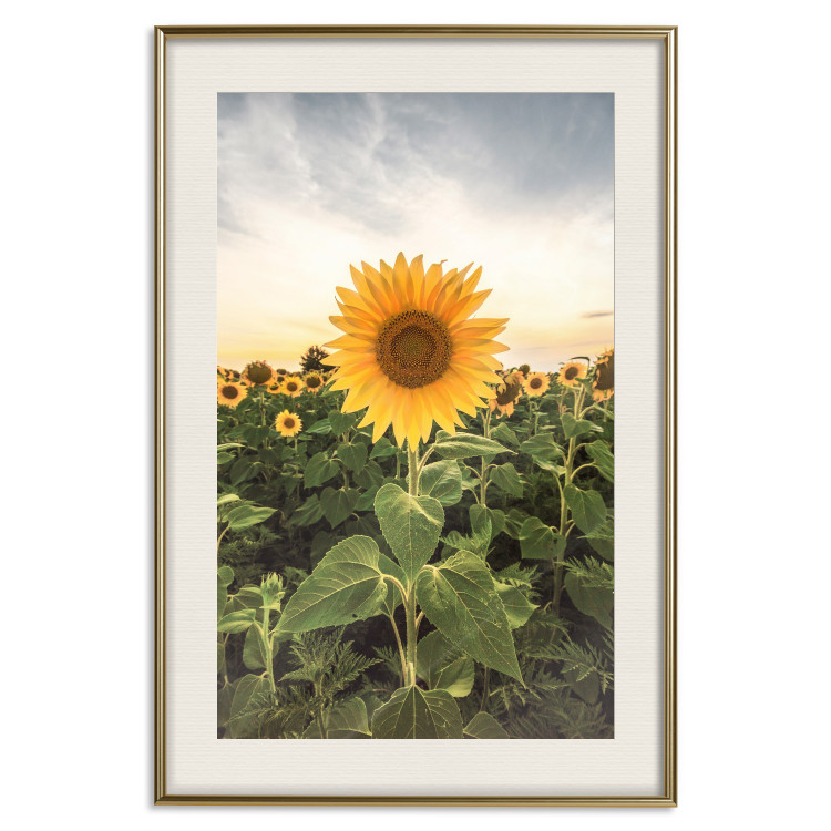 Wall Poster Sunflower Field - meadow full of yellow flowers against a bright sky 135762 additionalImage 22