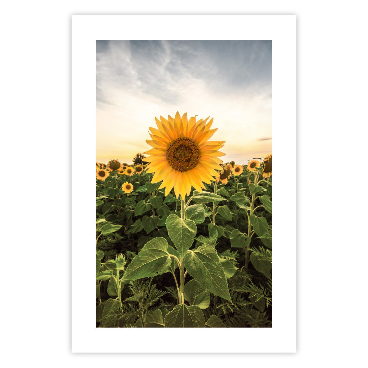 Wall Poster Sunflower Field - meadow full of yellow flowers against a bright sky 135762 additionalImage 17