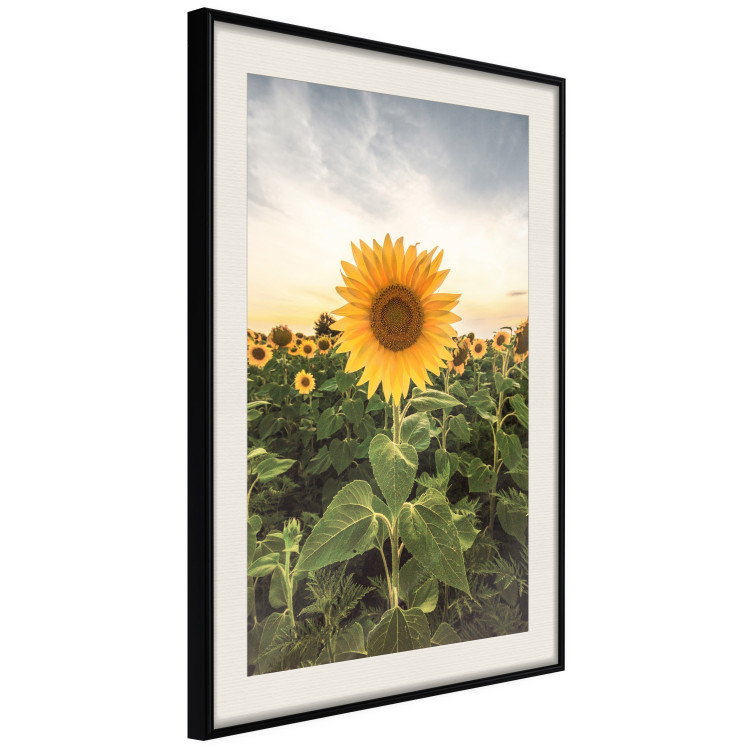 Wall Poster Sunflower Field - meadow full of yellow flowers against a bright sky 135762 additionalImage 3