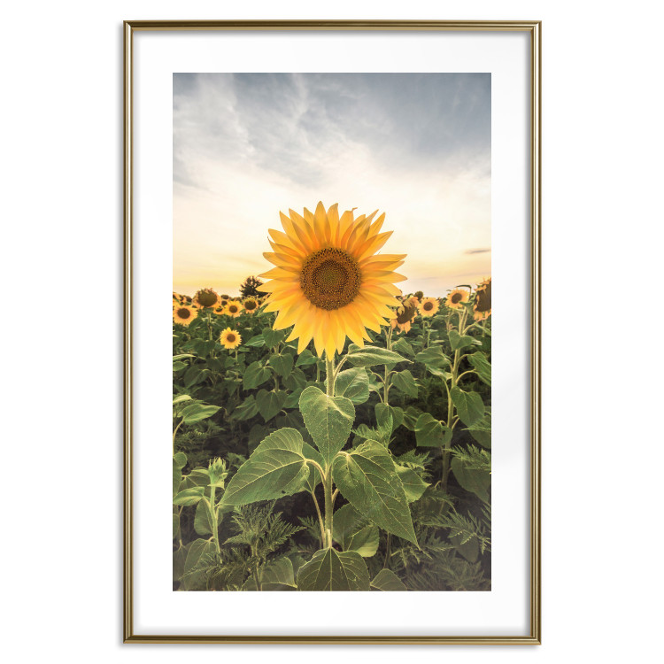Wall Poster Sunflower Field - meadow full of yellow flowers against a bright sky 135762 additionalImage 19