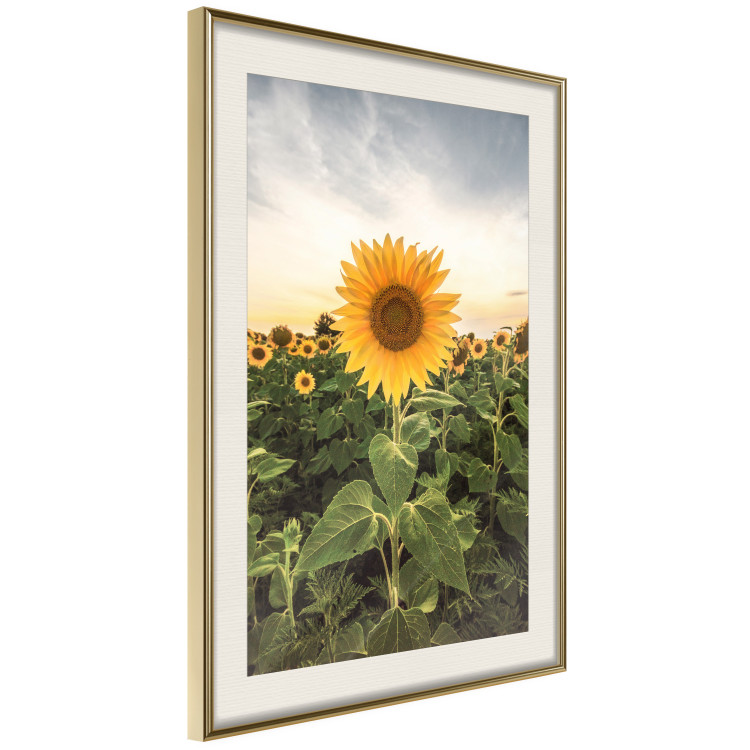 Wall Poster Sunflower Field - meadow full of yellow flowers against a bright sky 135762 additionalImage 2