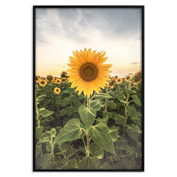 Wall Poster Sunflower Field - meadow full of yellow flowers against a bright sky 135762 additionalImage 14