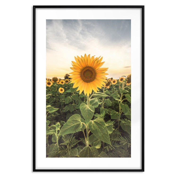 Wall Poster Sunflower Field - meadow full of yellow flowers against a bright sky 135762 additionalImage 18