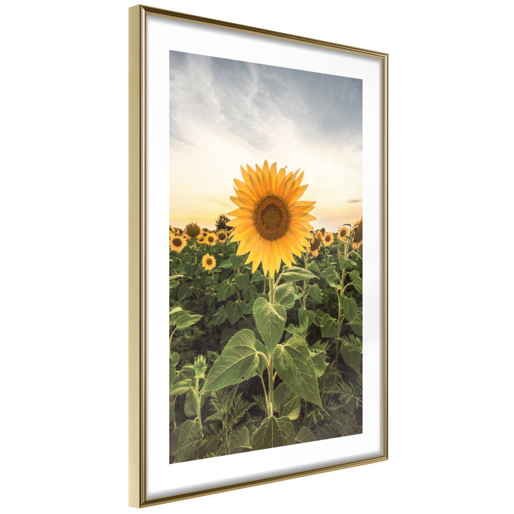 Wall Poster Sunflower Field - meadow full of yellow flowers against a bright sky 135762 additionalImage 4
