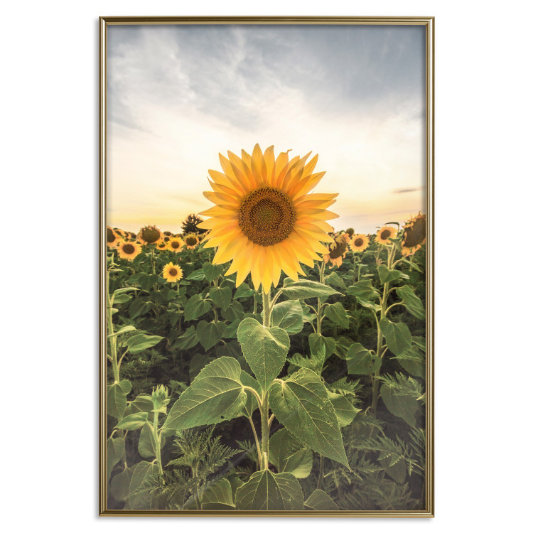 Wall Poster Sunflower Field - meadow full of yellow flowers against a bright sky 135762 additionalImage 15
