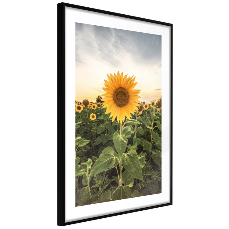 Wall Poster Sunflower Field - meadow full of yellow flowers against a bright sky 135762 additionalImage 12