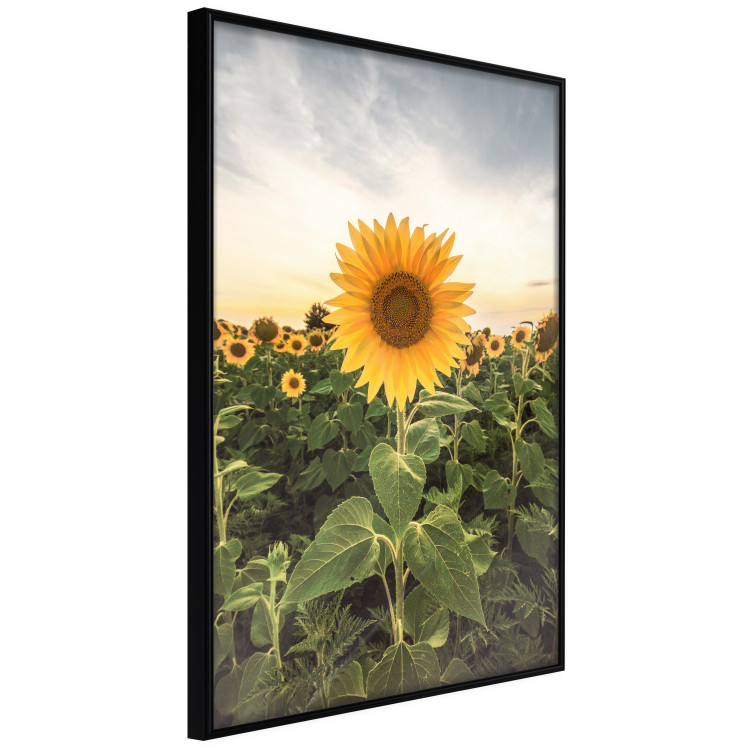 Wall Poster Sunflower Field - meadow full of yellow flowers against a bright sky 135762 additionalImage 14