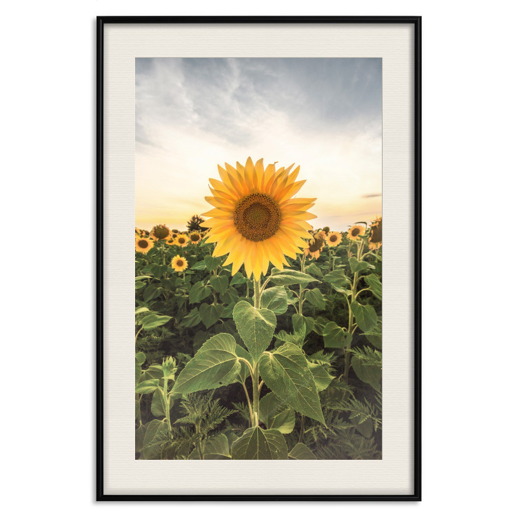 Wall Poster Sunflower Field - meadow full of yellow flowers against a bright sky 135762 additionalImage 24