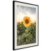 Wall Poster Sunflower Field - meadow full of yellow flowers against a bright sky 135762 additionalThumb 3