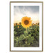 Wall Poster Sunflower Field - meadow full of yellow flowers against a bright sky 135762 additionalThumb 23
