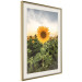 Wall Poster Sunflower Field - meadow full of yellow flowers against a bright sky 135762 additionalThumb 2